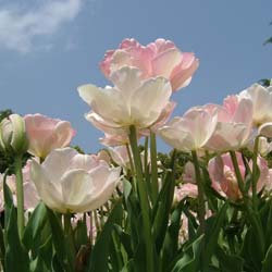 Tulipn doble tardo 'Angelique'
